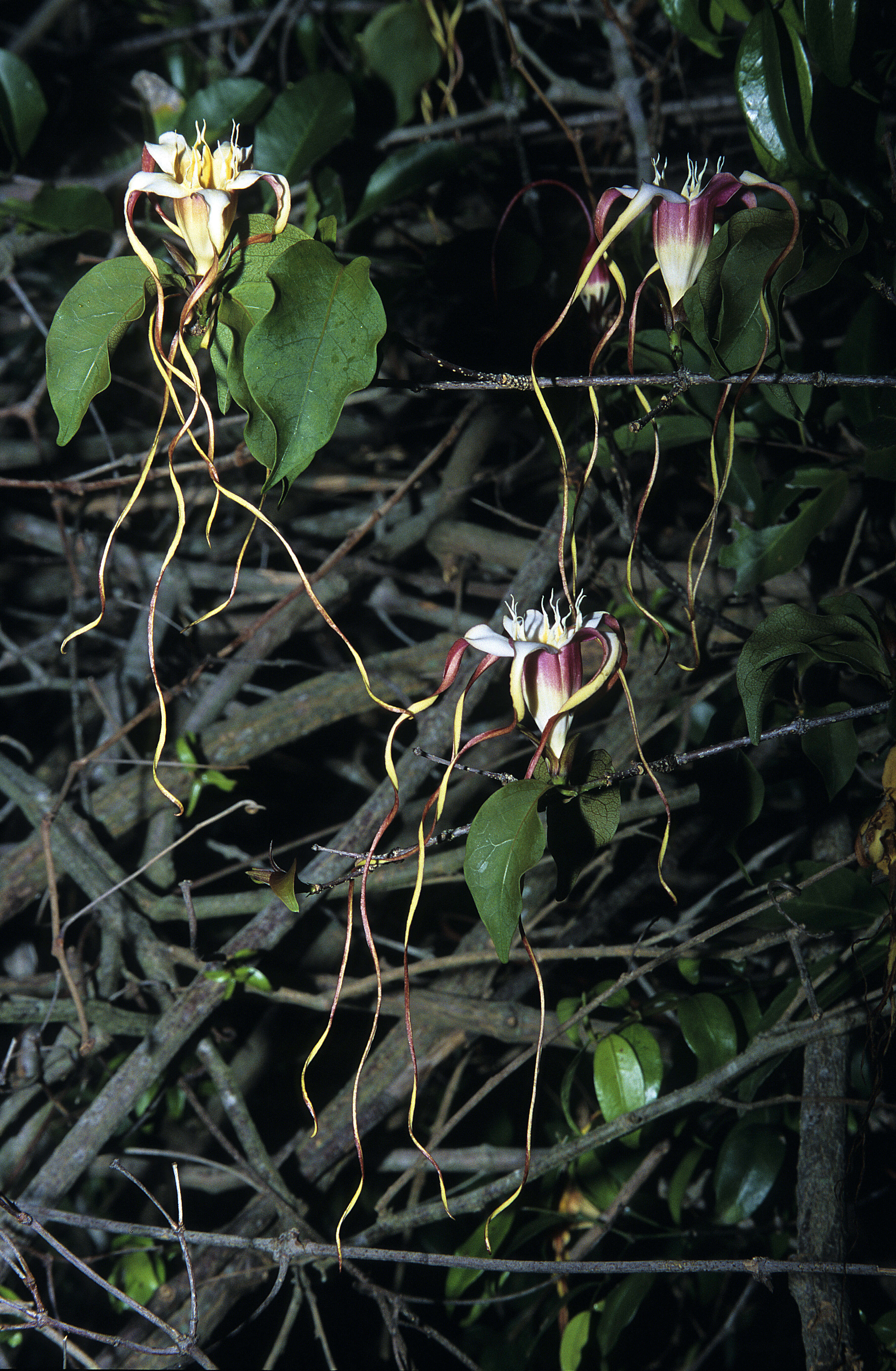 Imagem de Strophanthus petersianus Klotzsch