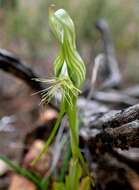 Image of Greenhood orchids