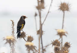 Image of European Goldfinch