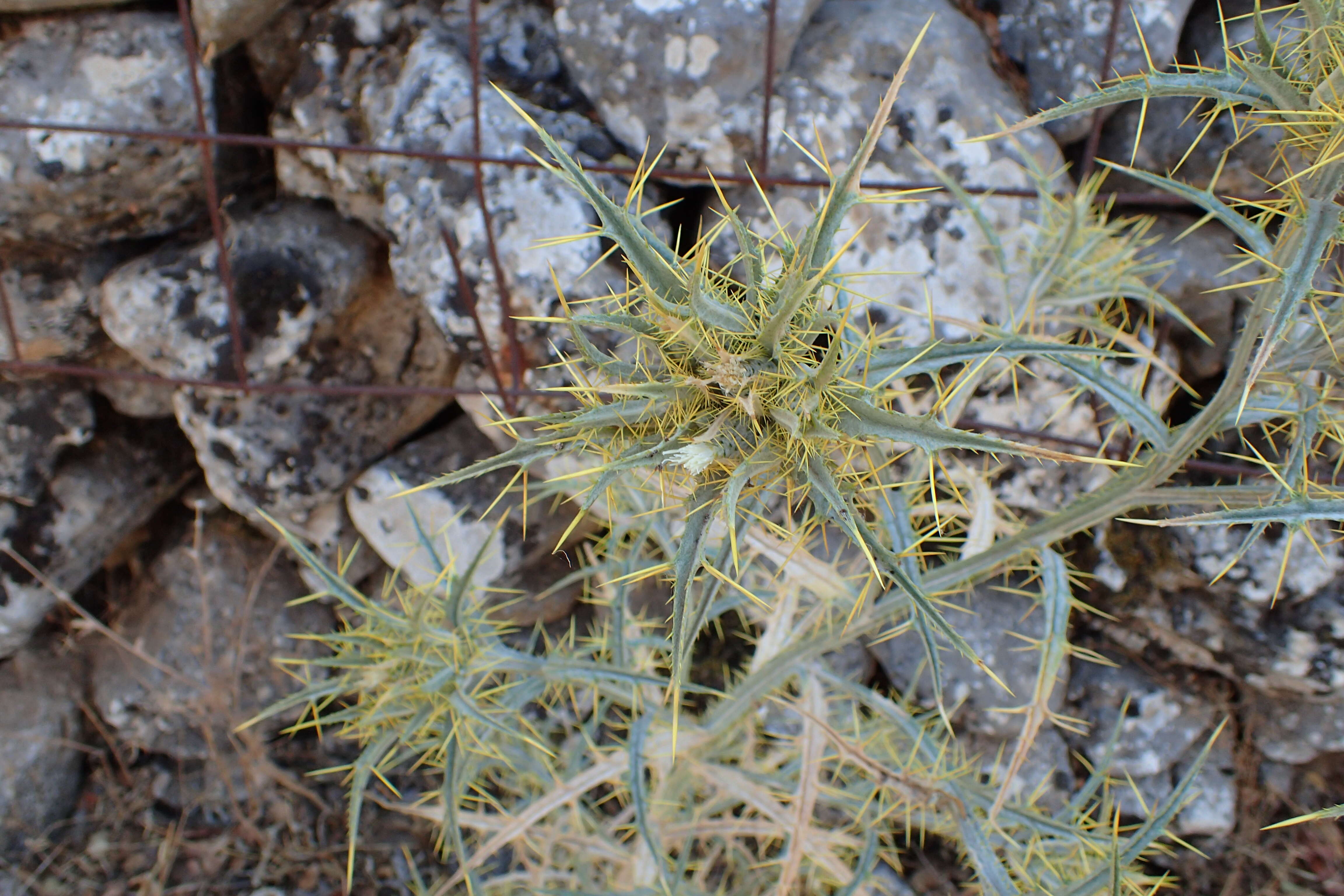 Sivun Carthamus leucocaulos Sibth. & Sm. kuva