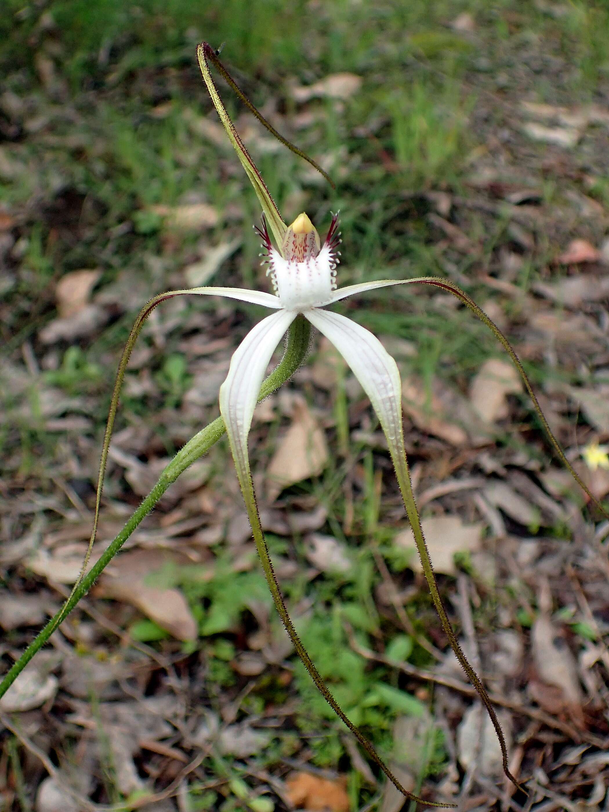 Caladenia longicauda subsp. merrittii Hopper & A. P. Br.的圖片