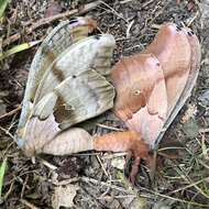 Image of Antheraea subgen. Telea Hübner (1819)