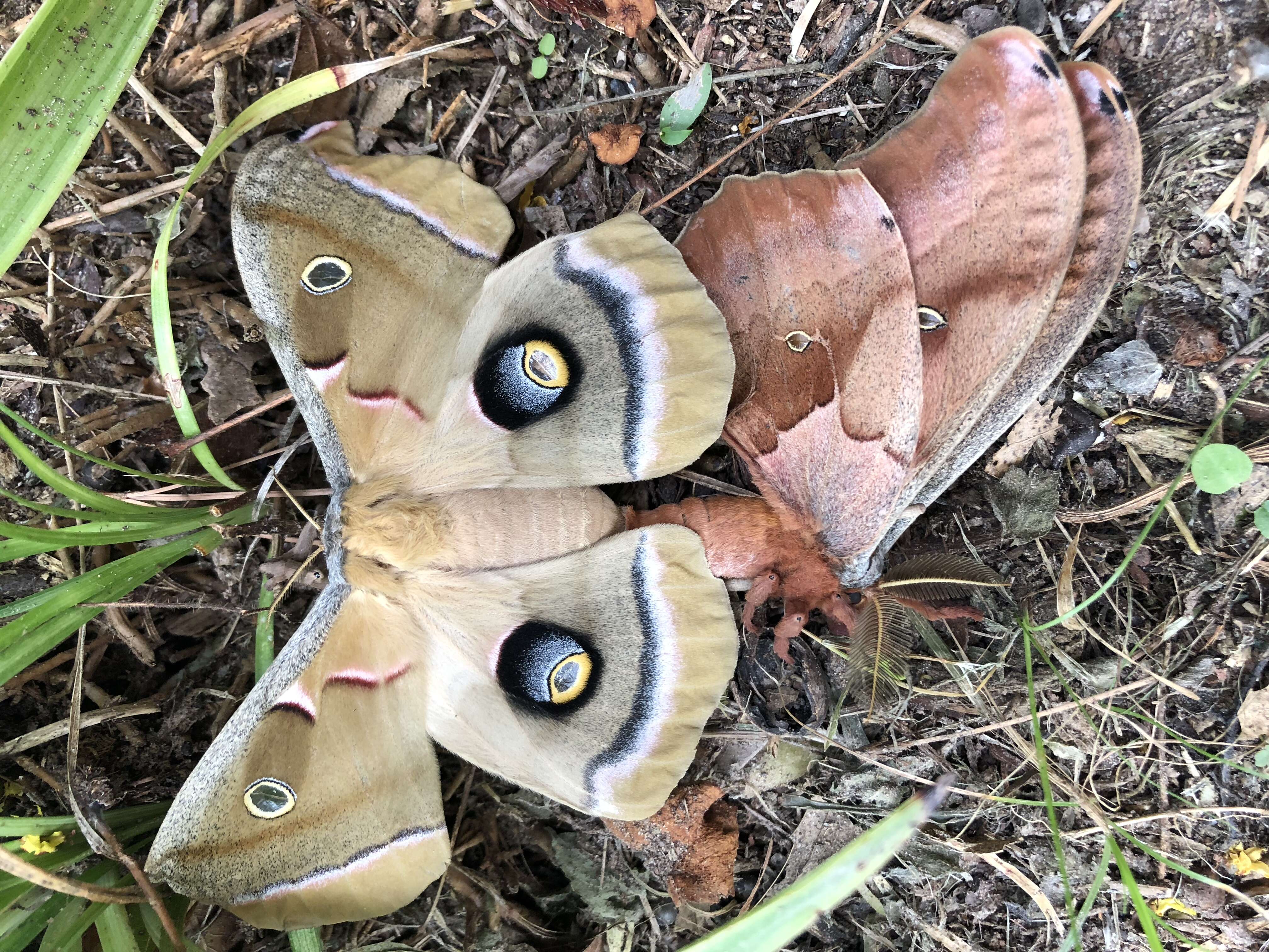 Image of Antheraea subgen. Telea Hübner (1819)