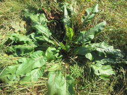 Imagem de Rumex obtusifolius L.