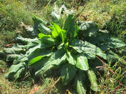 Imagem de Rumex obtusifolius L.