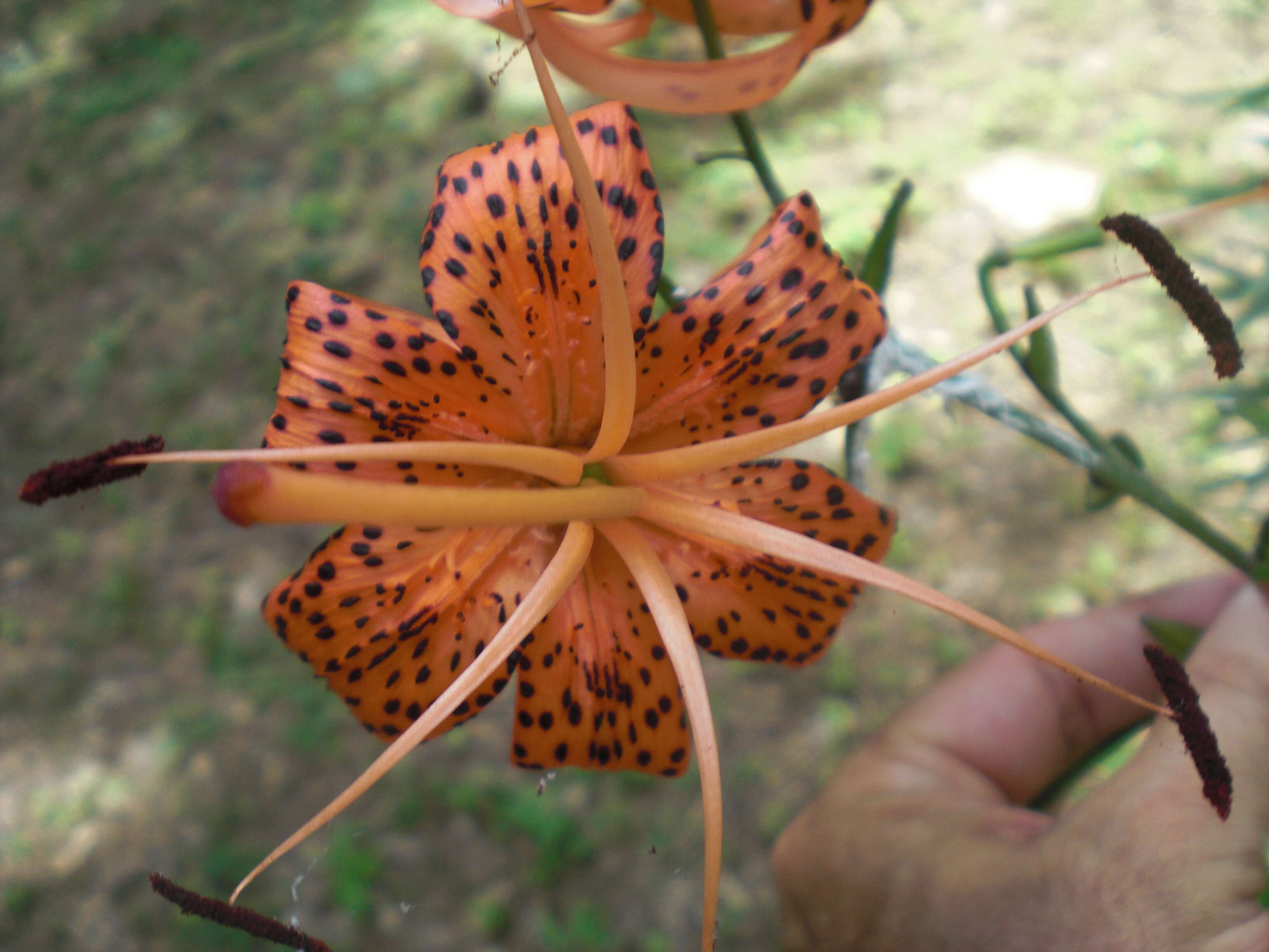 Image of Tiger lily