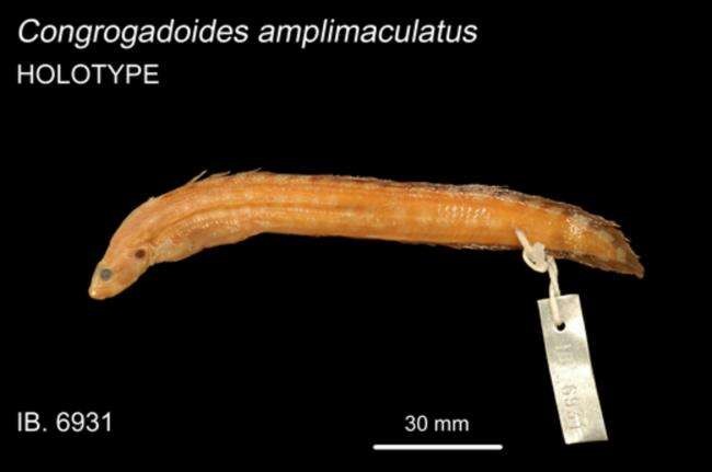 Image of Congrogadus