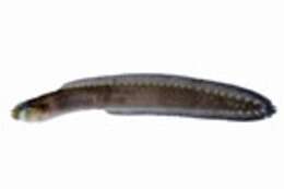 Image of Congrogadus