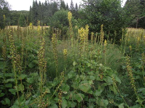 Image of Ligularia sibirica (L.) Cass.