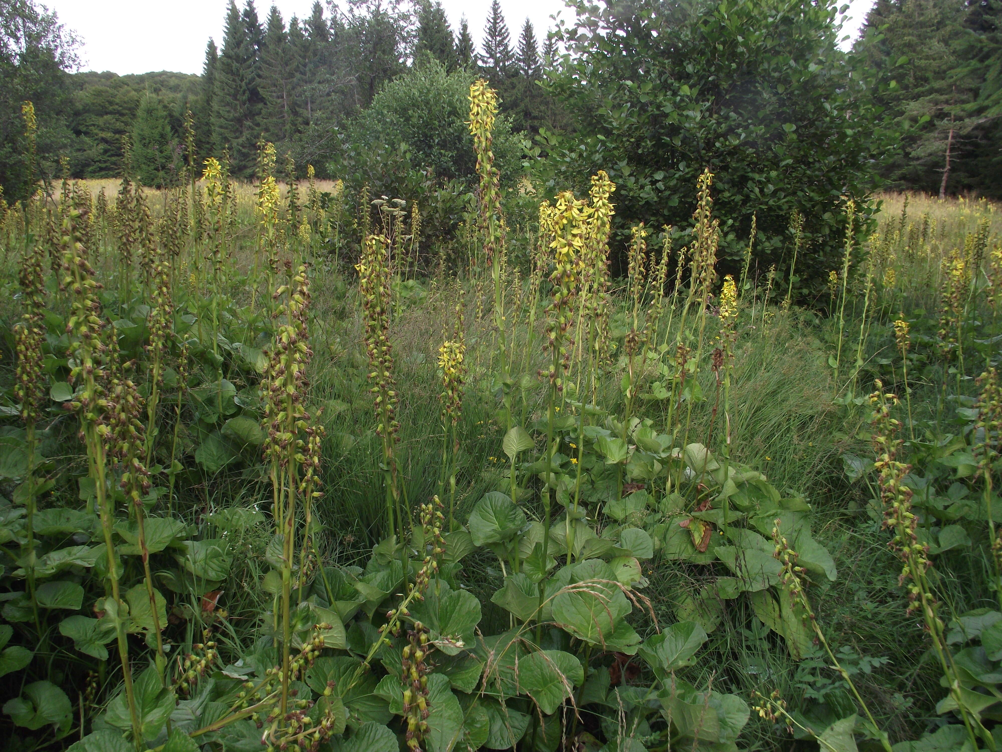 Image de Ligulaire de Sibérie