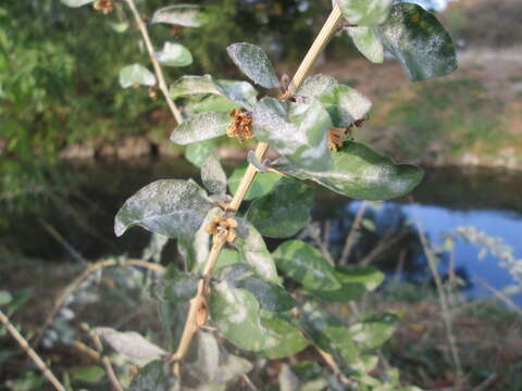 Image of matrimony vine