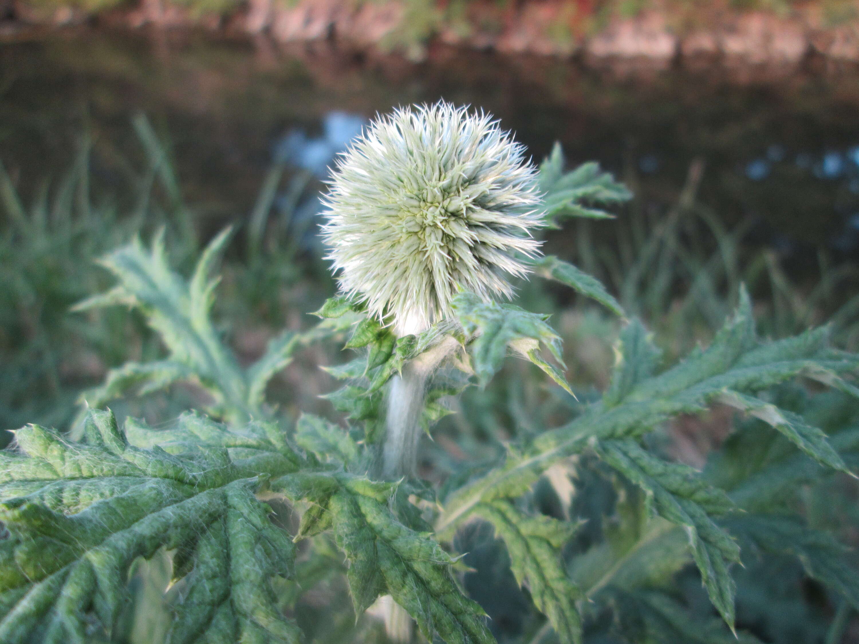 Image of tall globethistle