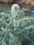 Image of tall globethistle