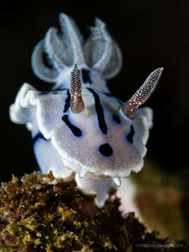 Image of Wallans grey and black slug