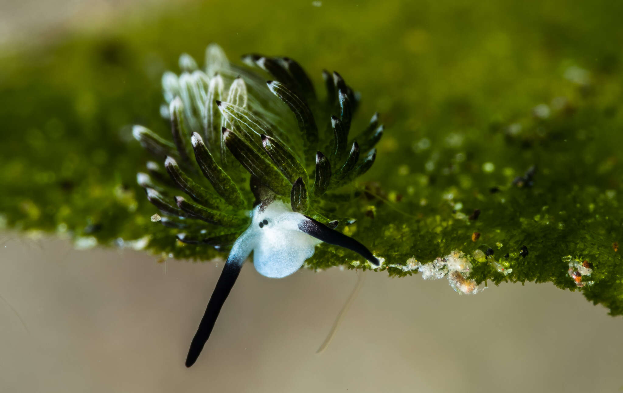 Image of Costasiellidae K. B. Clark 1984