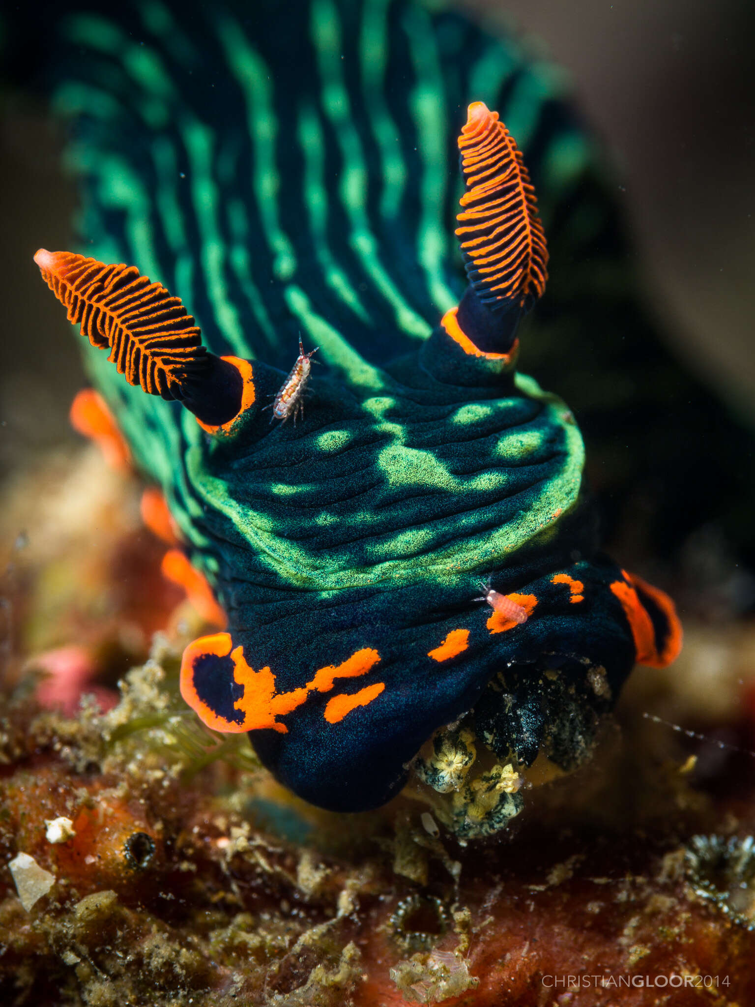 Image of Dusky green spot orange gill black slug