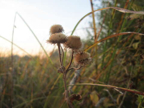 Image of common fleabane