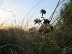 Image of common fleabane