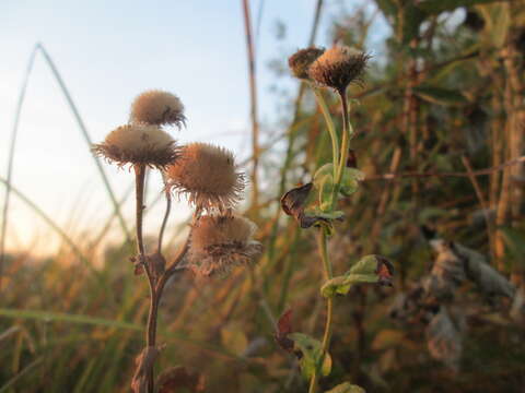 Image of common fleabane