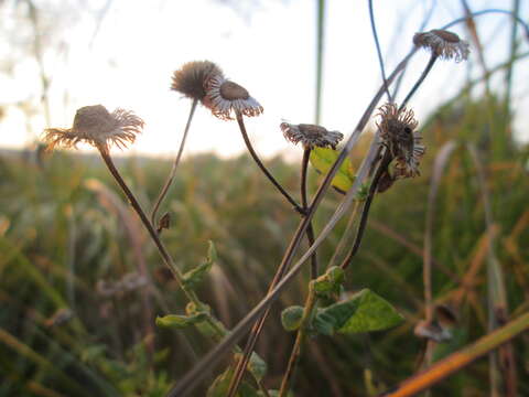 Image of common fleabane