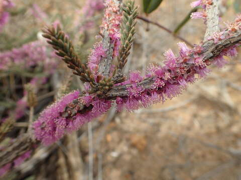 Image of Melaleuca suberosa (Schau.) C. A. Gardner