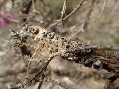 Image of Melaleuca suberosa (Schau.) C. A. Gardner