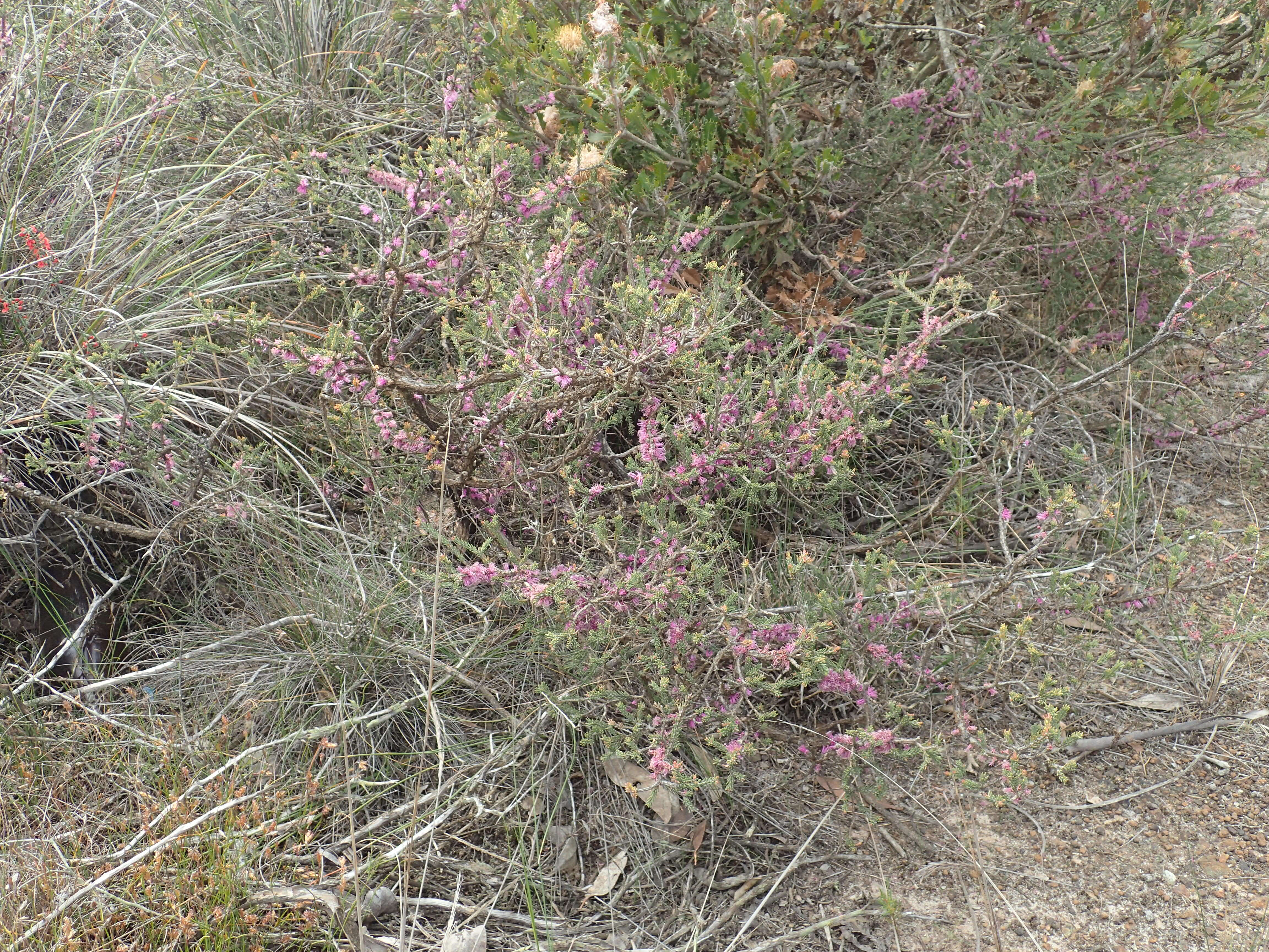 Image of Melaleuca suberosa (Schau.) C. A. Gardner