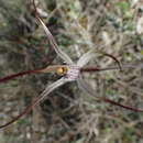 Image de Caladenia horistes Hopper & A. P. Br.