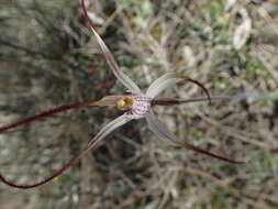 Image of Cream spider orchid