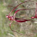 Image of Slender spider orchid