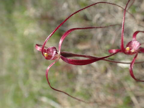 Image de Caladenia pulchra Hopper & A. P. Br.