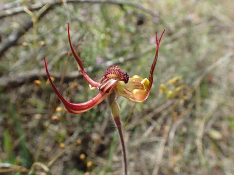 Image of Lazy spider orchid