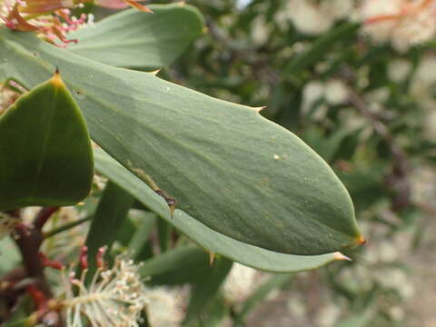 Image of Hakea nitida R. Br.