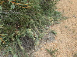 Image of Hakea prostrata R. Br.