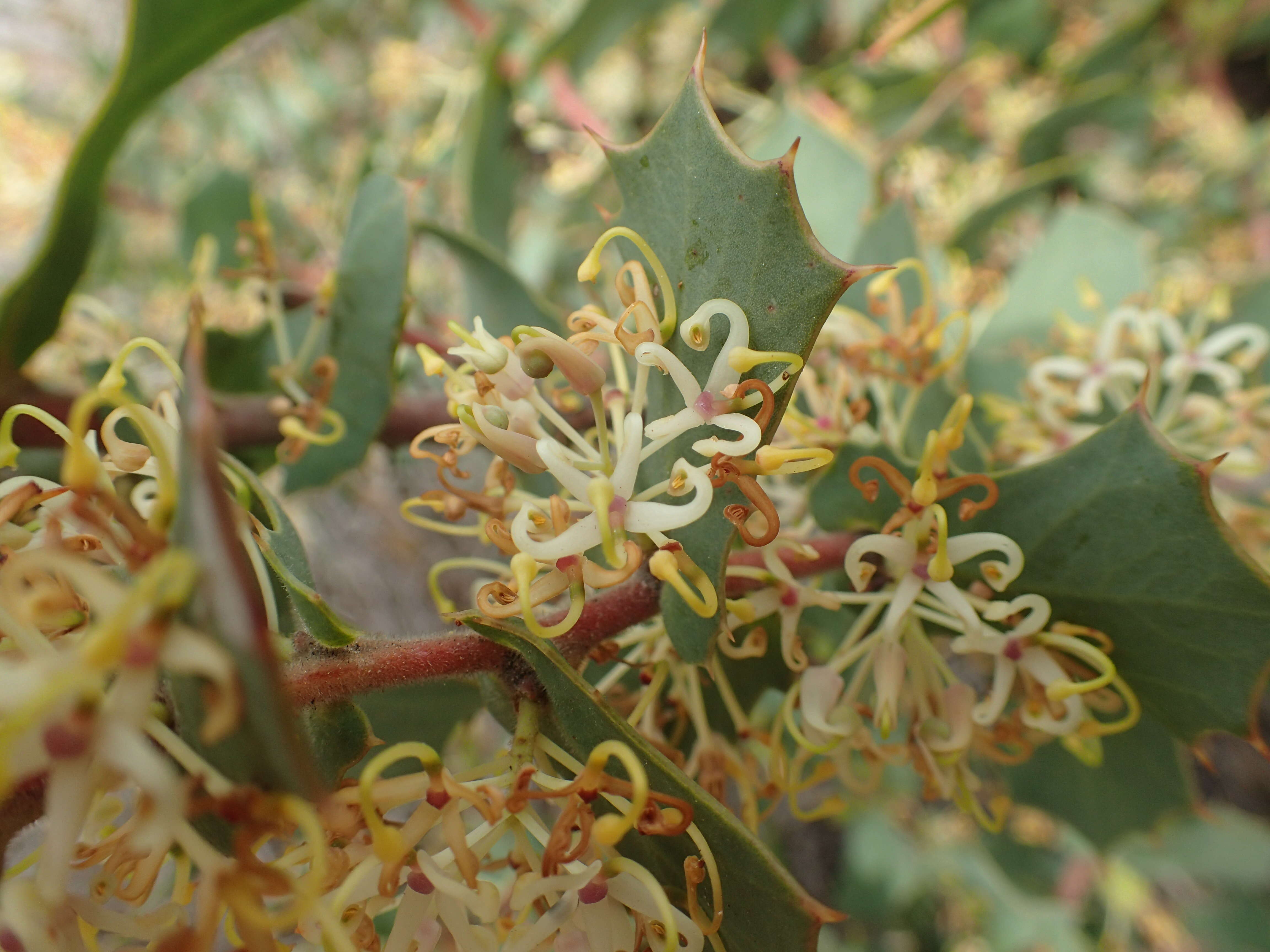 Image of Hakea prostrata R. Br.