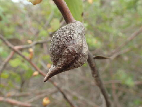 Image of Hakea ferruginea Sweet