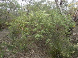 Image of Hakea ferruginea Sweet