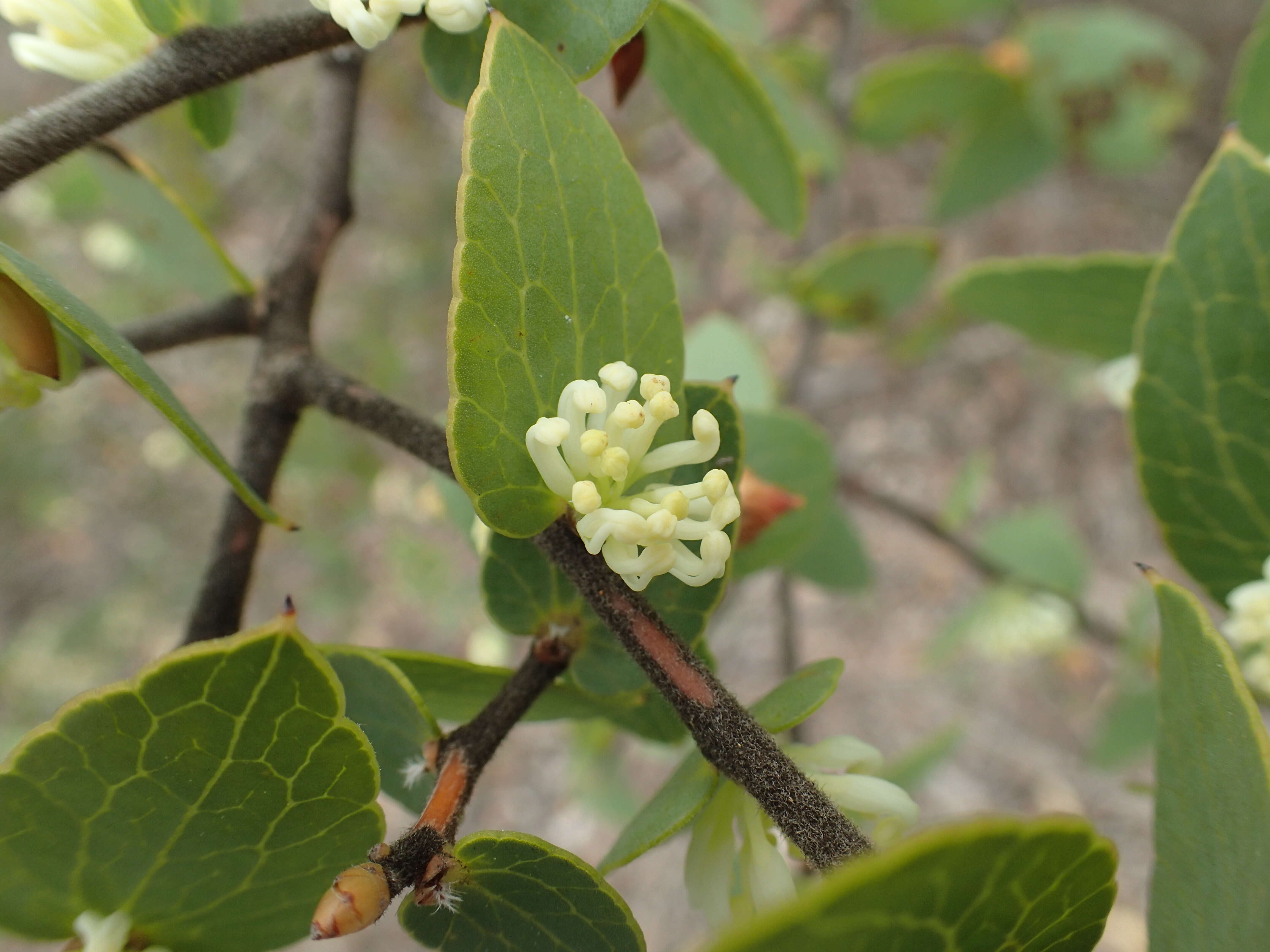 Image of Hakea ferruginea Sweet