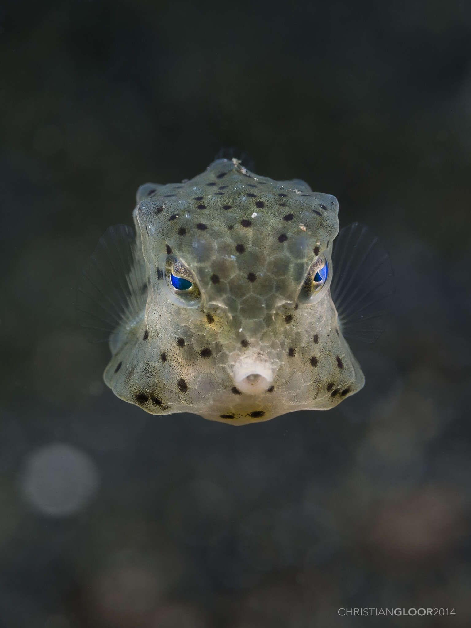 Image of Yellow boxfish