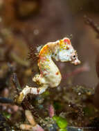 Image of Pontoh`s Pygmy Seahorse