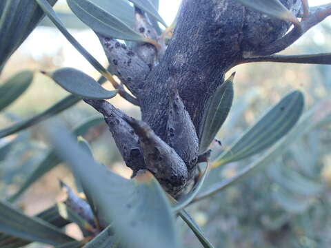 Image of Hakea cinerea R. Br.