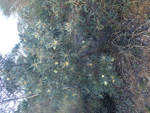 Image of Hakea cinerea R. Br.