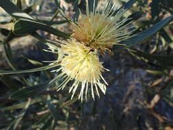 Image of Hakea cinerea R. Br.