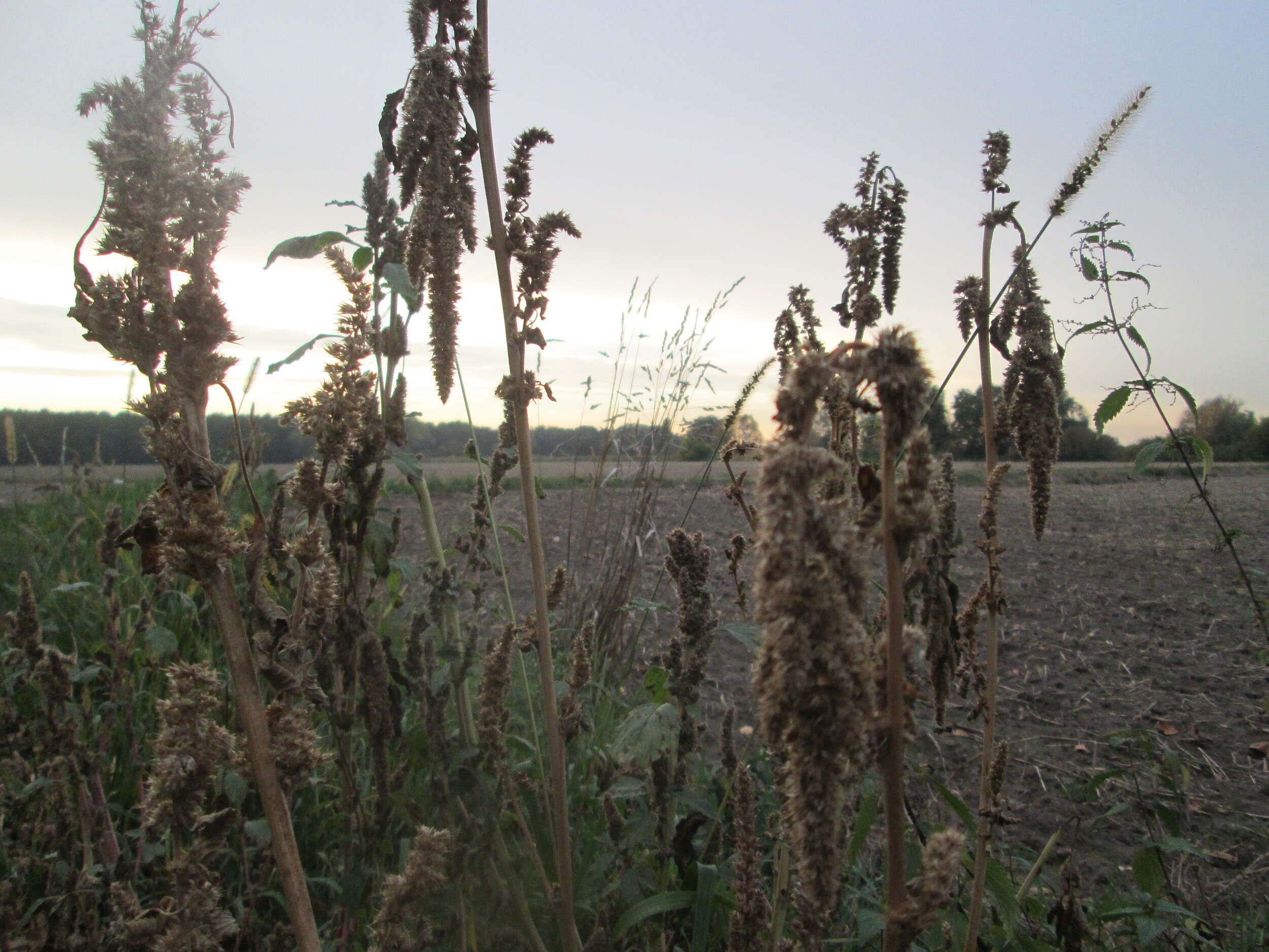 Image of Powell's amaranth