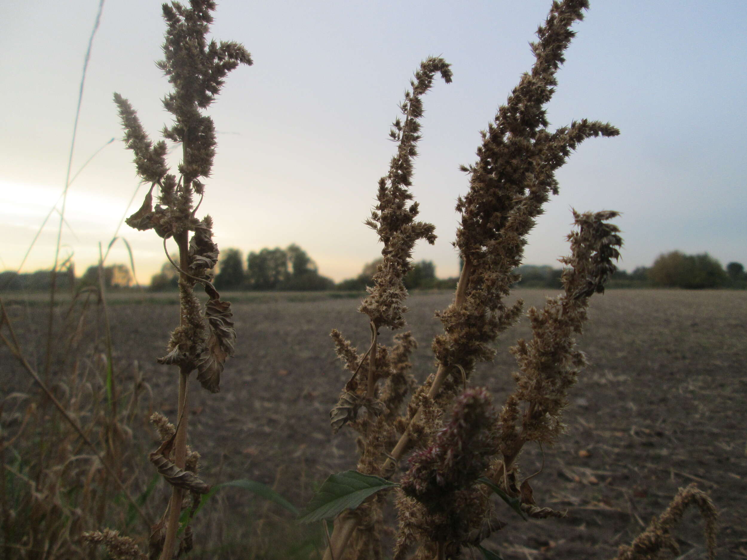 Imagem de Amaranthus powellii S. Wats.