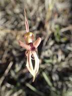 Image of Short-sepalled spider orchid