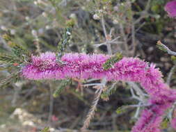 Image of Melaleuca suberosa (Schau.) C. A. Gardner