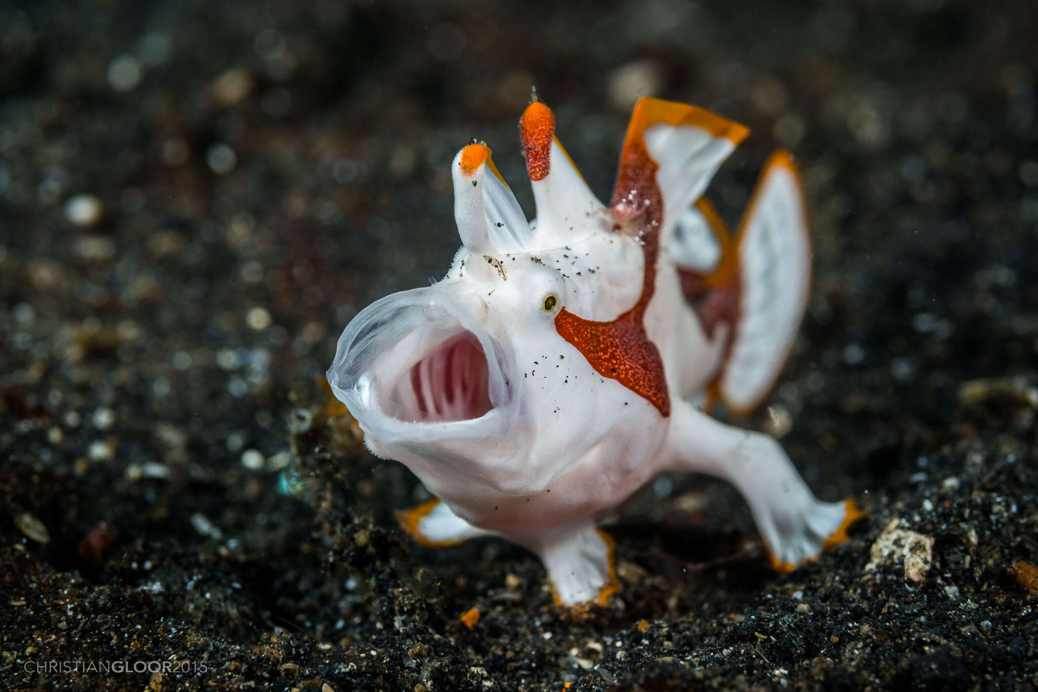 Image of Wartskin anglerfish