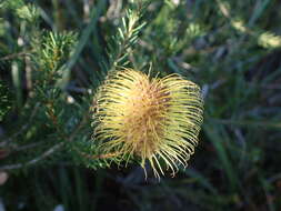 Image of Meisner's Banksia