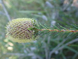 Image of Meisner's Banksia